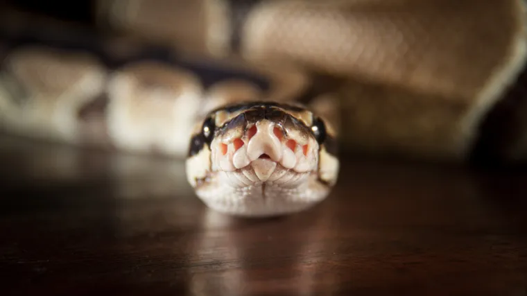 Koban susret: piton napao i progutao dvadesetpetogodi&scaron;njeg mladića