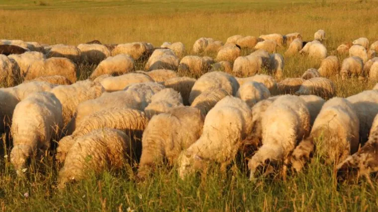 Razbojnici napali pastira i ukrali mu ovce; javnost potpuno bijesna