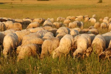 Razbojnici napali pastira i ukrali mu ovce; javnost potpuno bijesna