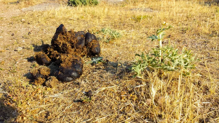 10 načina na koje se svakodnevno koristi ljudski i životinjski izmet, a to vjerojatno niste ni znali