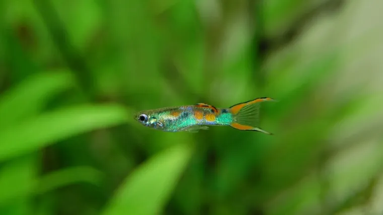 Gupi ribice: glavne karakteristike gupi ribica