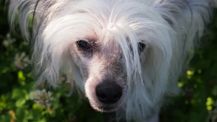 Kinesti kukmasti pas - karakteristike i održavanje