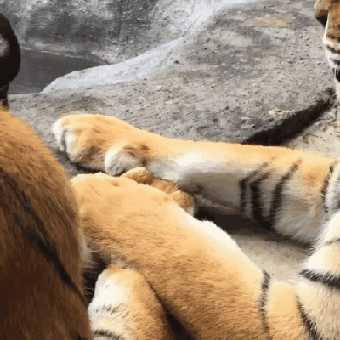 Između ovog zaljubljenog para ne želite stati