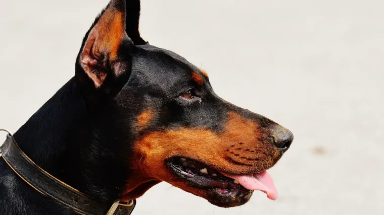 Doberman pas - socijalizacija doberman psa