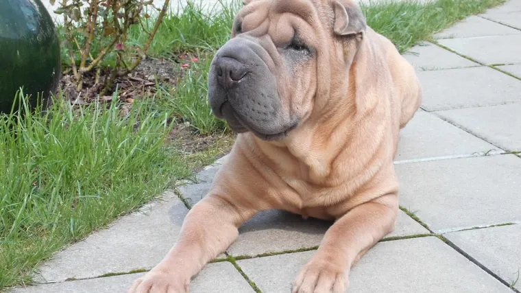 Shar pei - neobičan karakter psa shar pei