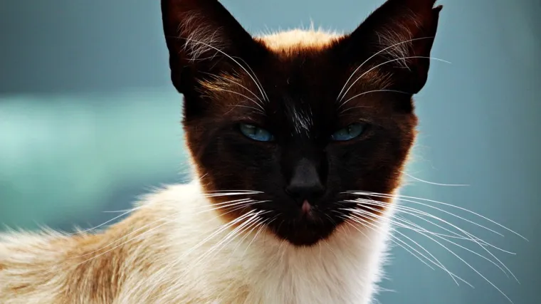 Sijamske mačke - glavna obilježja sijamskih mačaka