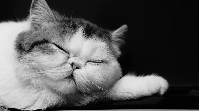 Egzota mačka - otkrijte kakvog je pona&scaron;anja egzota mačka