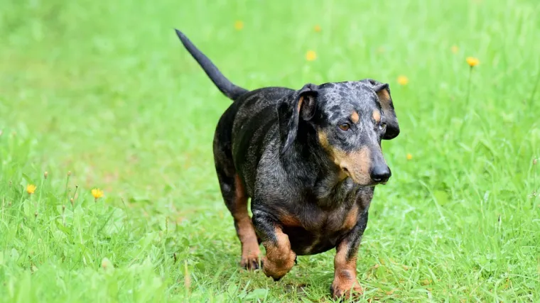 Alpski brak jazavčar - upoznajte psa goniča!