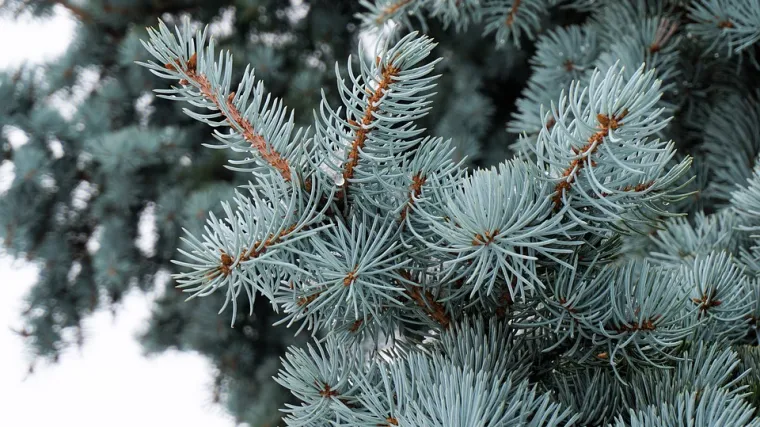 Srebrna smreka - najpoznatija obilježja