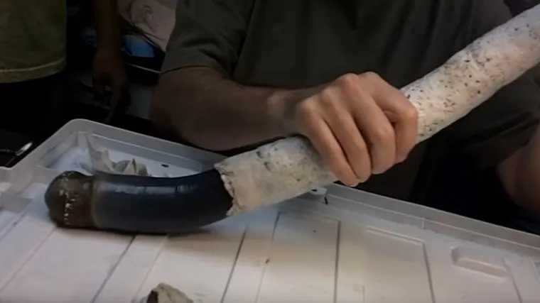 Pod mikroskopom: enigmatično biće iz morskih dubina zaintrigirala znanstvenike