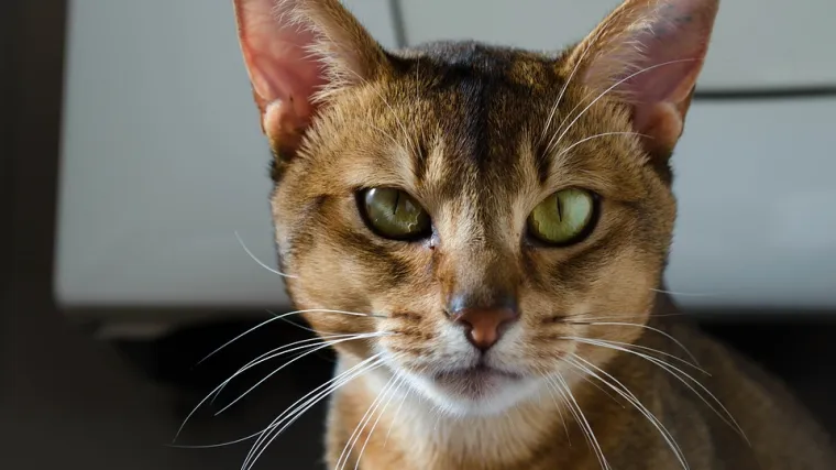 Mačka neobičnog izgleda - abesinska mačka