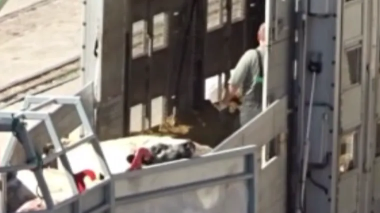 Stravične snimke iz istarske luke: zabilježeno mučenje krava i ovaca