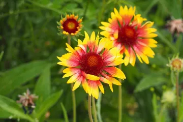 Niske trajnice koje cvjetaju cijelo ljeto