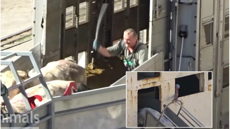 Radnici iscrpljene životinje bjesomučno udaraju palicama i zvjerski zlostavljaju elektrošokerima