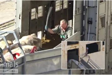 Radnici iscrpljene životinje bjesomučno udaraju palicama i zvjerski zlostavljaju elektrošokerima