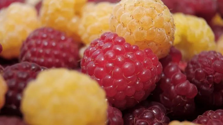 Sorte malina: najbolje sorte malina za uzgoj