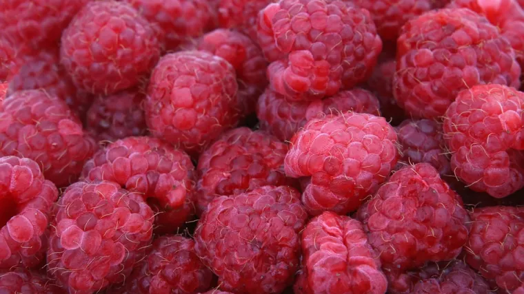 Rezidba malina - kako i kad se vrši rezidba malina