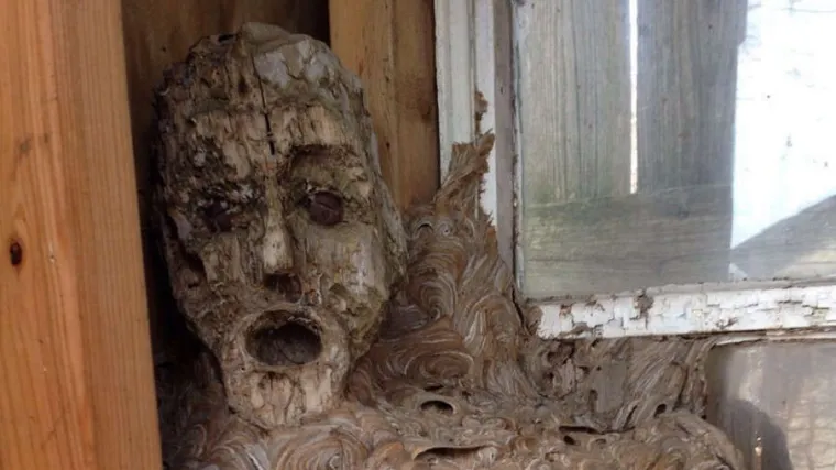 Čudo prirode utjeralo im strah u kosti: otkrili jezivo gnijezdo u staroj &scaron;tali iza kuće