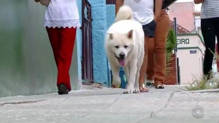 Svaki dan, ovaj pas ide u &scaron;etnju istom rutom kojom je i&scaron;ao sa svojim vlasnikom