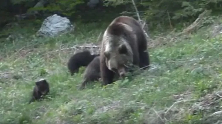 Na&scaron;e najslađe nacionalno blago iza&scaron;lo iz brloga i s mladuncima pozdravila proljeće
