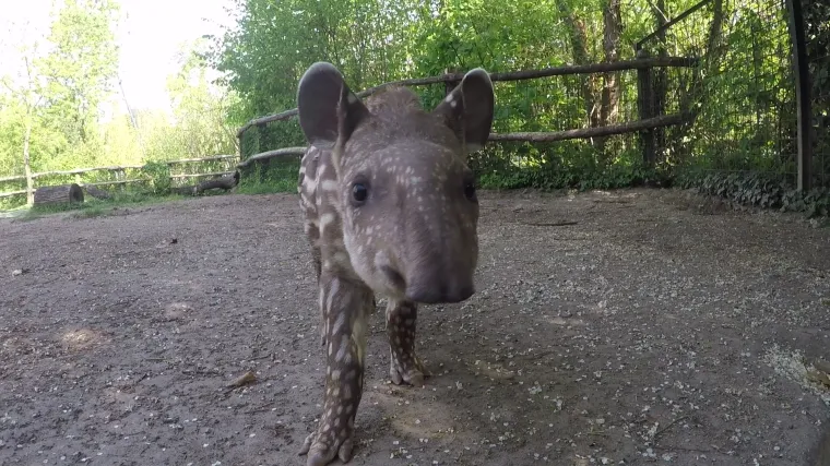Najmlađa stanovnica Zoolo&scaron;kog vrta dobila zvjezdano ime