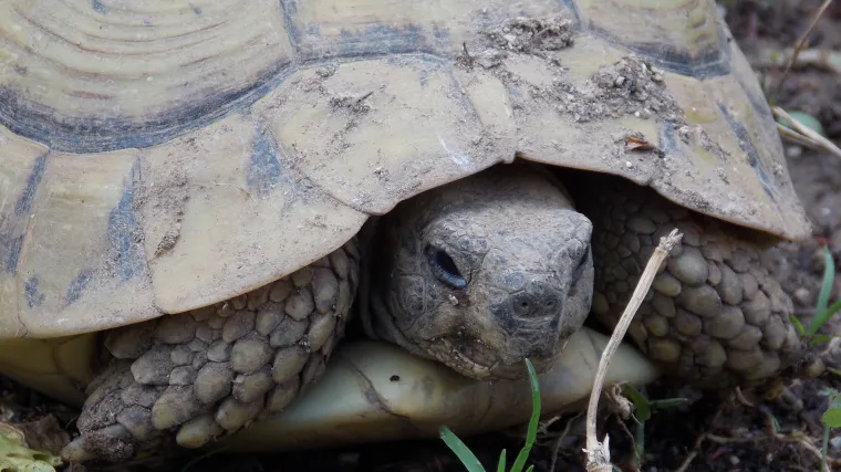 Kornjača čančara kao kućni ljubimac