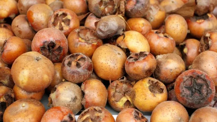 Recepti, priprema i uzgoj ovog izrazito zdravog i finog voća