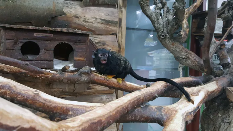 Oglasili se iz Pet centra: 'Ruža je zdrava i raspoložena, a ima svu potrebnu njegu i pažnju'