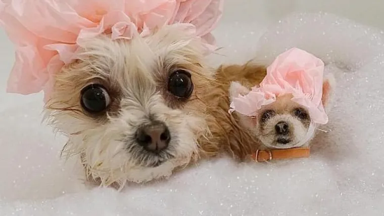 Sati su je dijelili od smrti, a Ella Bean sad ima tisuće pratitelja na Instagramu