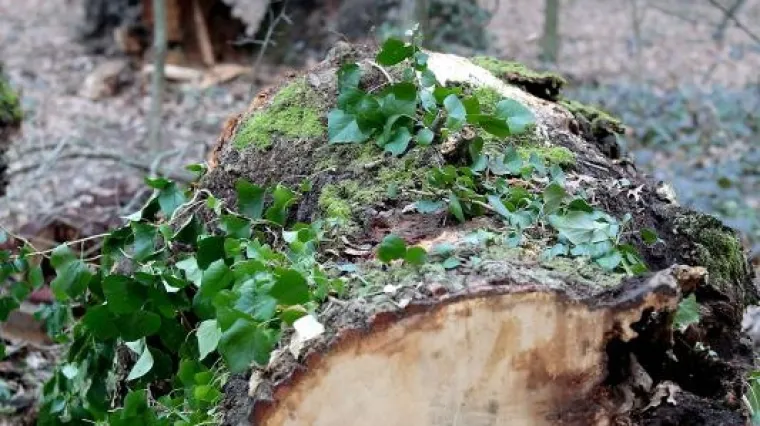 Žrtva vlastitog zakona: poljski ministar ostao bez stabala na imanju