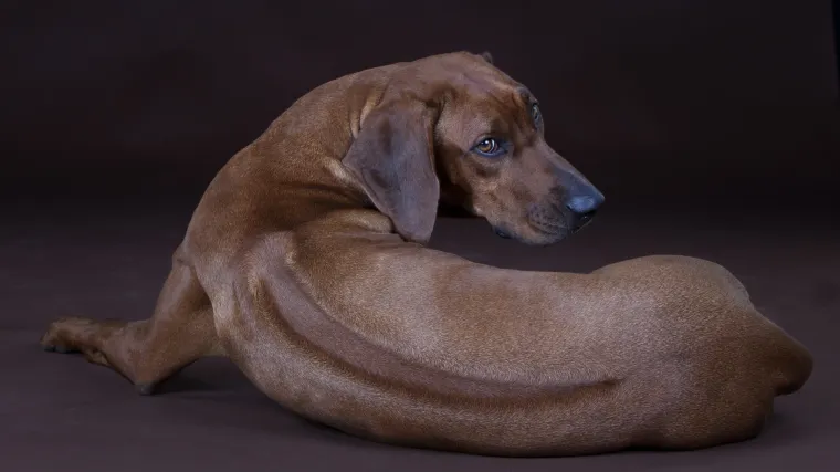 Otkriven identitet zagrebačkog monstruma koji je optužen da je godinama silovao svoja dva psa