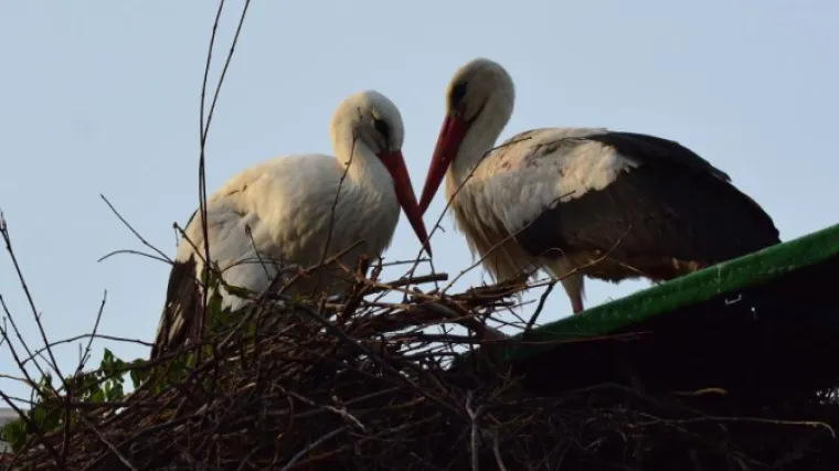 Malena snijela čak 7 jaja, a čovjek koji se brine za rode nema dovoljno novca da ih prehrani