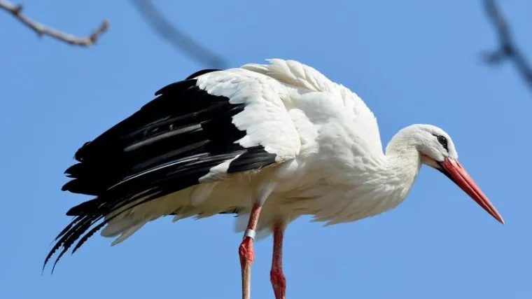 Nisu svi kao Klepetan: njemački seljani ne podnose svoga rodana