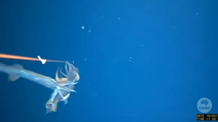 Spustili mamac u ocean i uspjeli snimiti okrutnu bitku na život i smrt