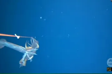 Spustili mamac u ocean i uspjeli snimiti okrutnu bitku na život i smrt