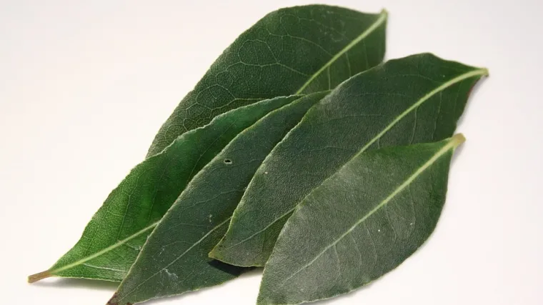 Sadnja lovora: otkrijte što je važno za sadnju lovora