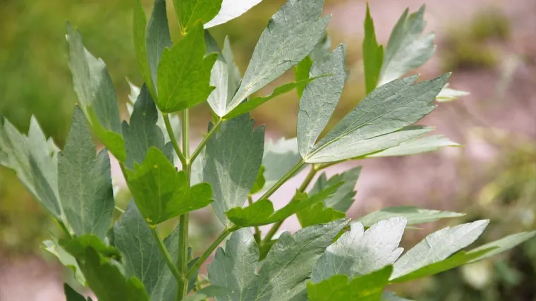 Selen biljka: naučite sve o biljci selen