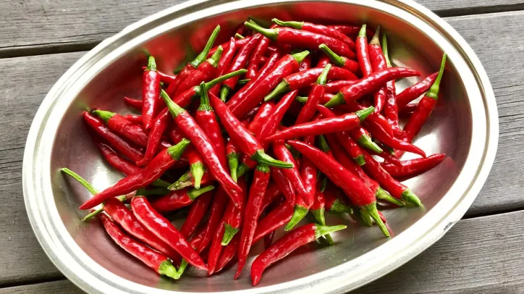 Kajenska paprika: karakteristike ljute kajenske paprike
