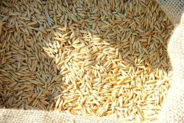 Pir: zdrava žitarica koja pomaže pri mršavljenju