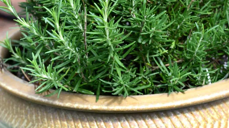 Ružmarin uzgoj &ndash; otkrijte &scaron;to je potrebno za uzgoj ružmarina