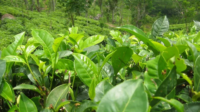 'Napokon smo otkrili tajnu biljke zaslužne za proizvodnju čaja'