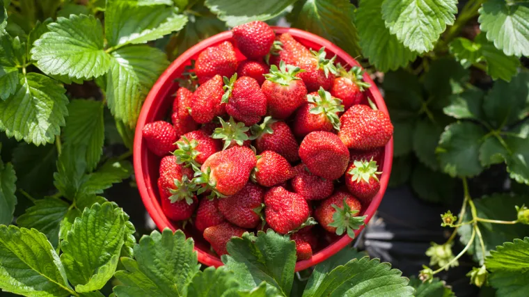 Sezona je jagoda: možemo li i kako prepoznati domaću jagodu