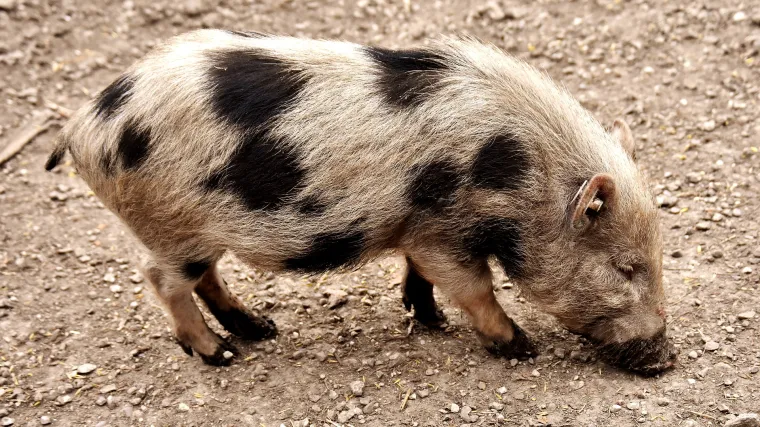 Vijetnamska svinja: patuljasti pra&scaron;čić kao kućni ljubimac