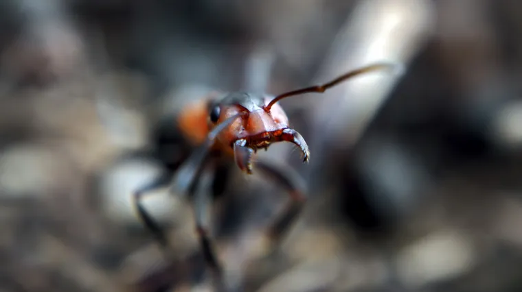 'Ovo nikad nismo vidjeli kod beskralje&scaron;njaka'