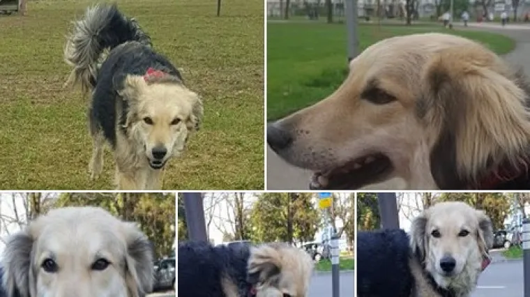 &Scaron;moksi je pobjegla s Ribnjaka, na sebi ima crvenu ogrlicu sa maramom...