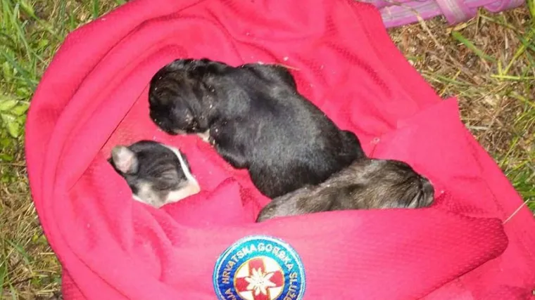 HGSS jo&scaron; jednom dokazao kako je svaki život bitan: iz duboke jame izvukli tek okoćene &scaron;tence