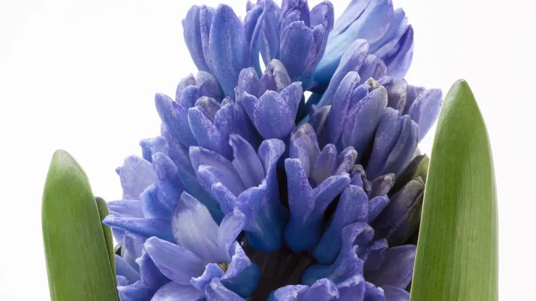 Zumbuli sadnja - naučite saditi zumbule