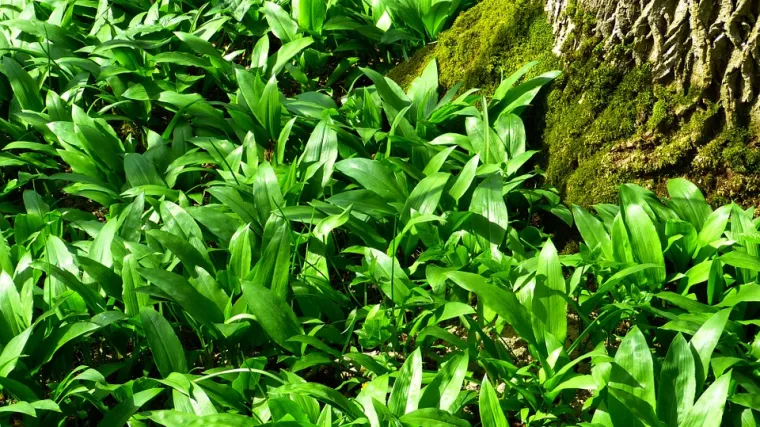 Medvjeđi luk - ljekovita svojstva medvjeđeg uka