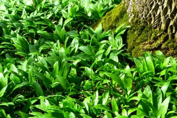 Medvjeđi luk - ljekovita svojstva medvjeđeg uka