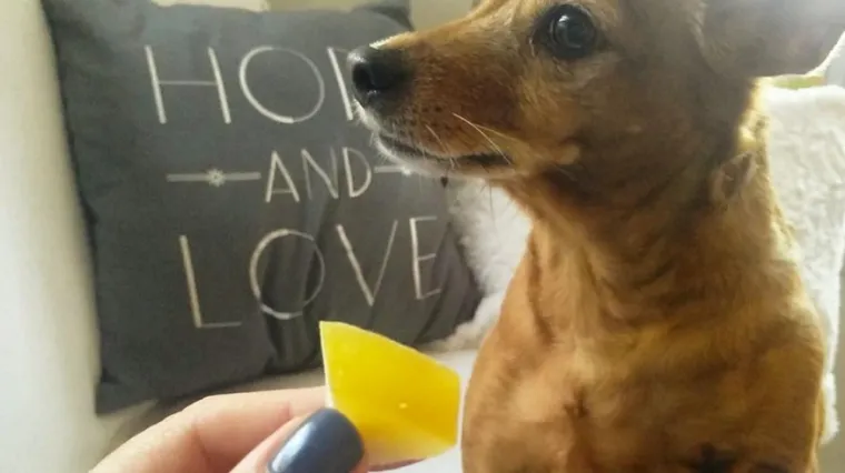 ZET-ov vozač iz autobusa izbacio ženu zbog psa od 4 kg: 'Mr&scaron;, đubre jedno!'